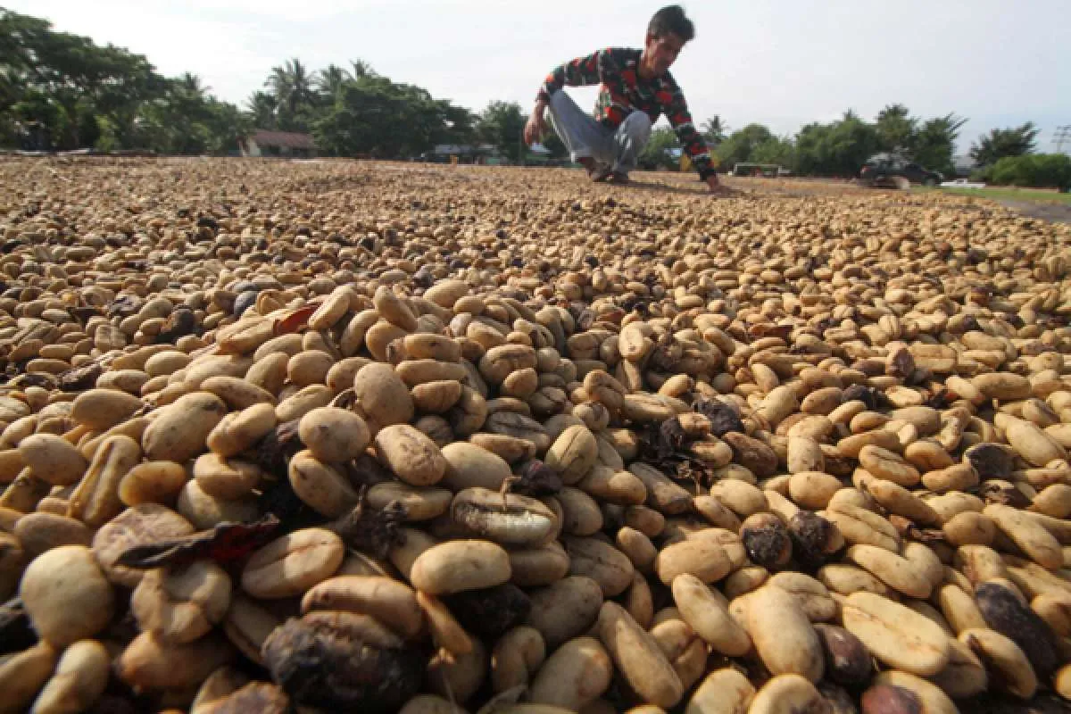 Di tengah pandemi, ekspor kopi Gayo Aceh masih bisa tembus ke AS 