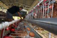 Harga Pakan Ayam Naik, Kementan: 25%-30% Bahan Baku Masih Impor