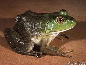 Menangguk Untung dari Budidaya Katak Lembu