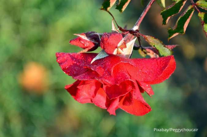 Ini Hal-Hal yang Akan Dialami Tanaman Ketika Kekurangan Air