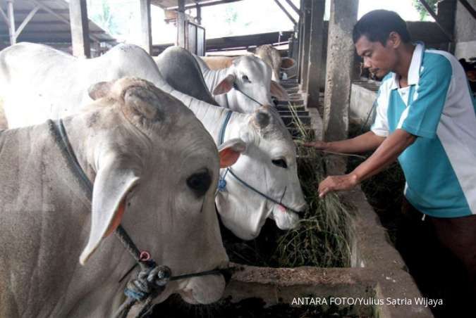 Asuransi Jasindo: Hingga Juli sebanyak 87.419 ekor sapi terlindungi asuransi
