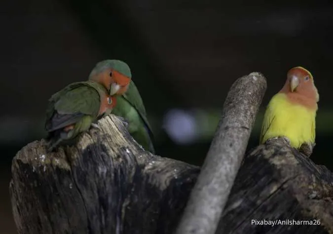 Burung Lovebird
