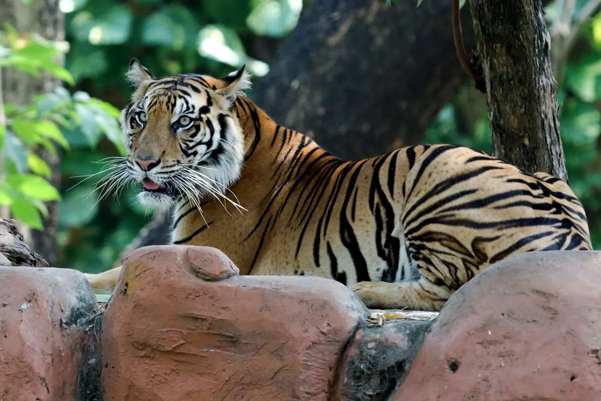 Miris, Rakyat Korea Utara yang Kelaparan Dilaporkan Berburu Harimau untuk Dimakan