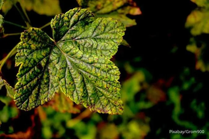 Daun