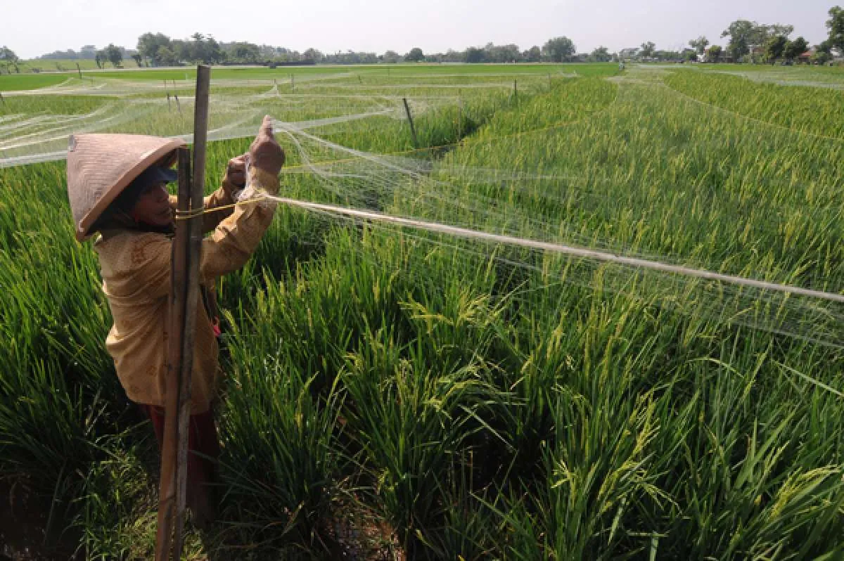 Investasi Swasta Skala Menengah dan Besar di Bidang Pangan Harus Melibatkan Petani