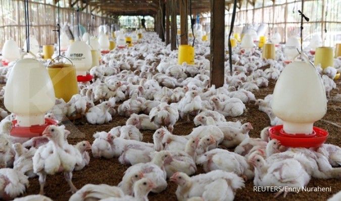 Dibayangi Koreksi Harga Ayam, Berikut Rekomendasi Saham JPFA dan CPIN