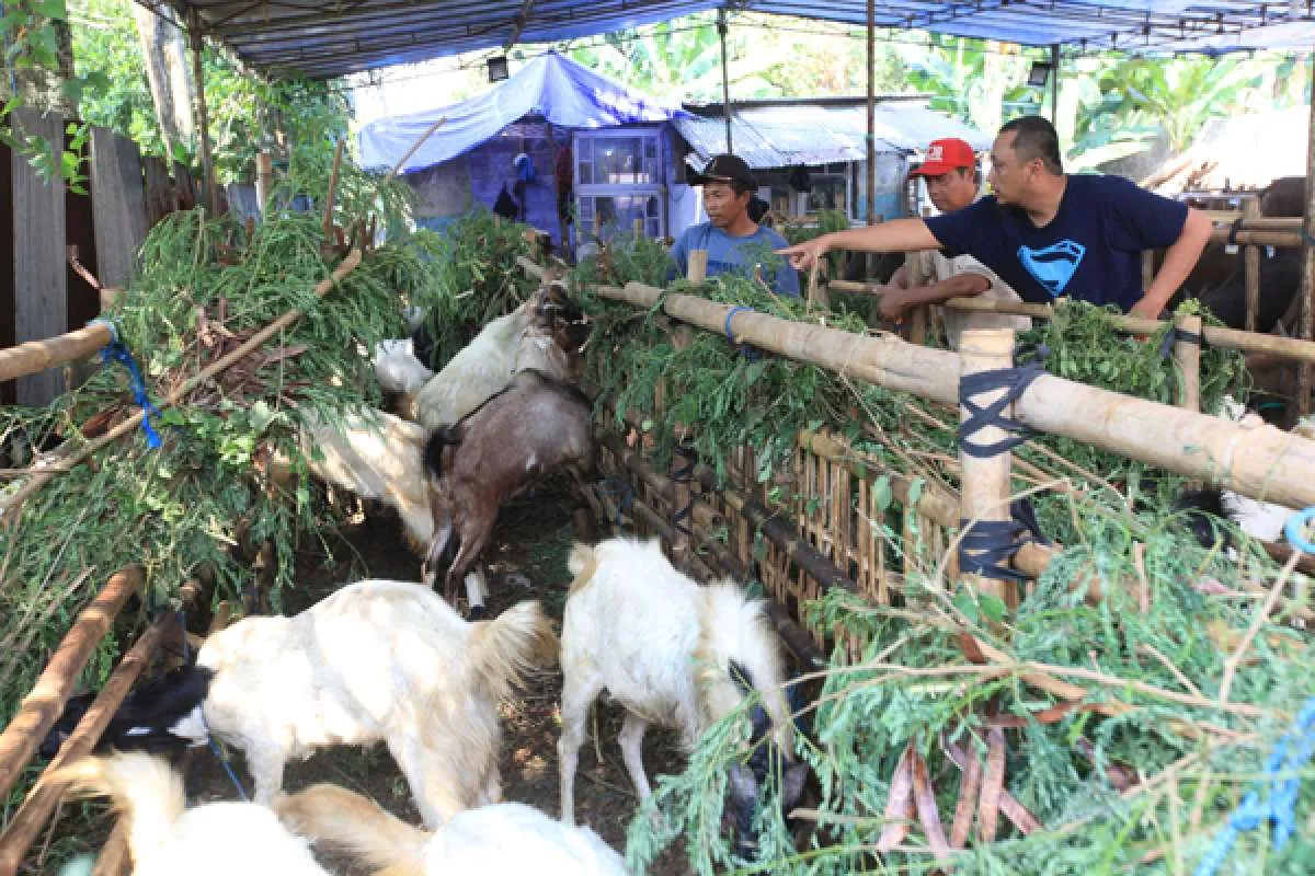 Kapan Idul Adha 2023? Ini Jadwal Sidang Isbat Penetapan Awal Zulhijah 1444 H