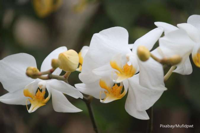 Tips Menanam Bunga Anggrek Biar Berbunga dengan Baik, Bisa untuk Peluang Usaha