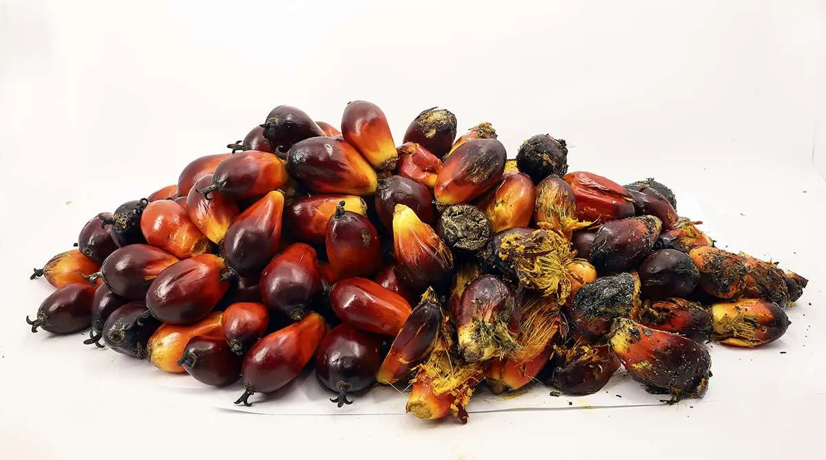 Harga CPO bakal menguat tahun depan karena faktor ini