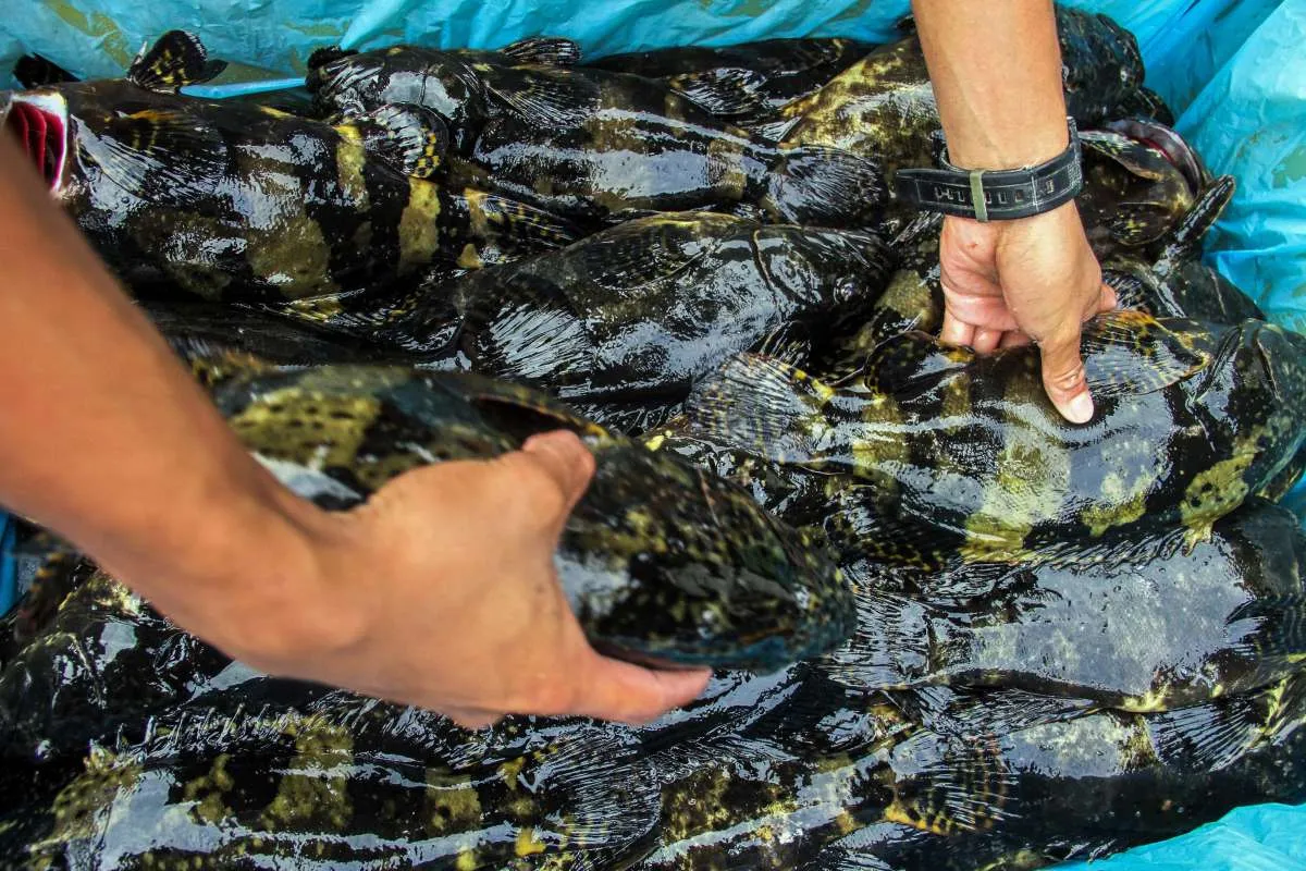 Ada pandemi, ekspor perikanan naik 7,9% dalam sembilan bulan pertama 2020