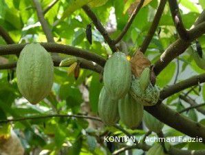 Industri pengolahan kakao di Sulawesi Barat masih minim