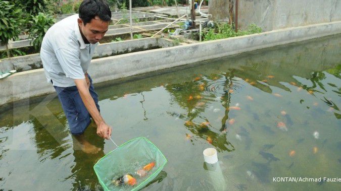 KKP akan kembangkan 100 kawasan pakan ikan mandiri