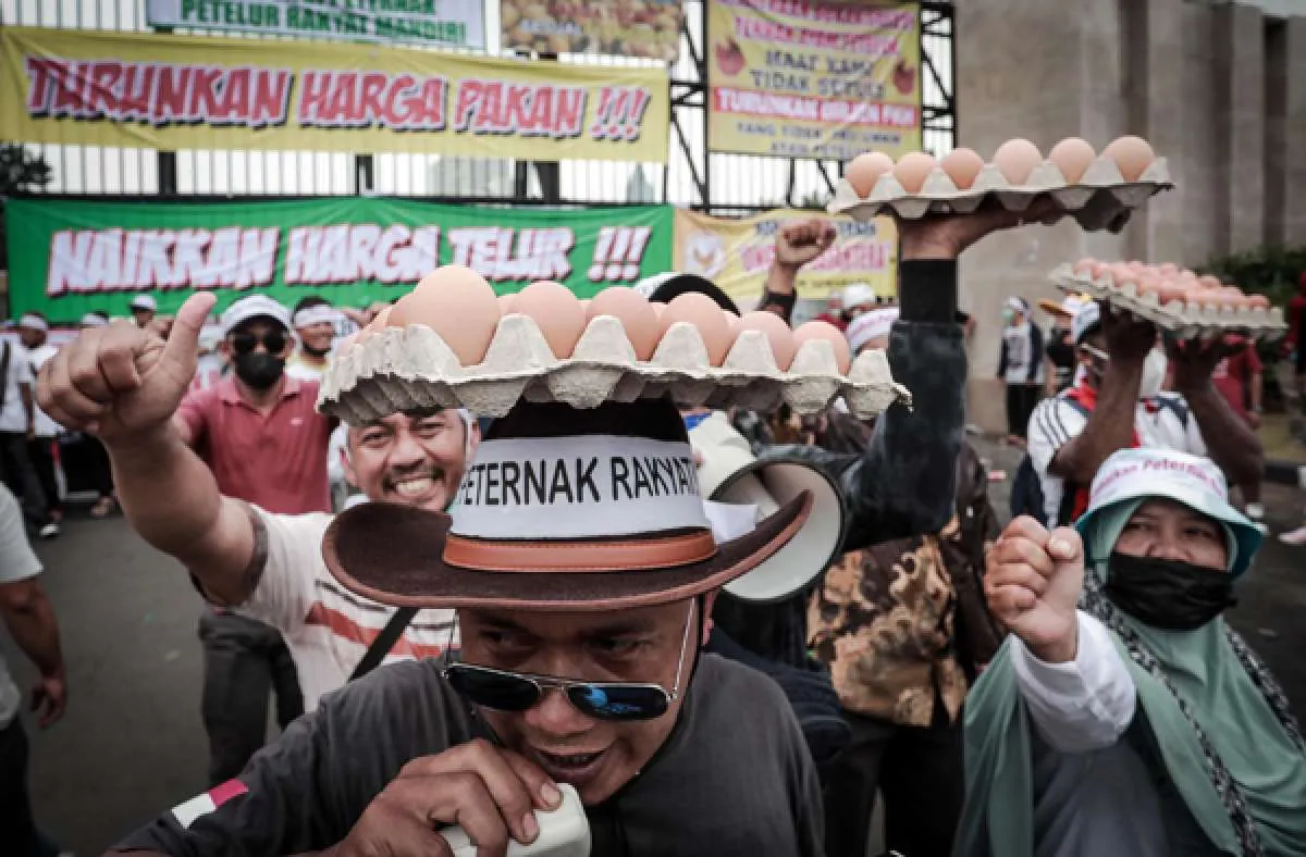 Gabungan peternak tagih janji presiden untuk benahi tata niaga ayam
