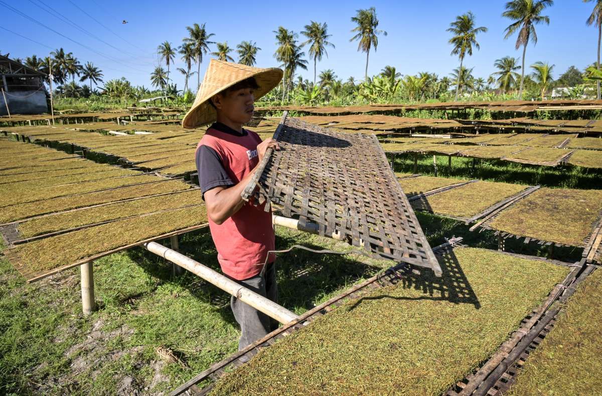 Tembakau Lombok Jadi Pilar Ekonomi Daerah dengan Potensi dan Tantangan