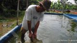 Kenapa Air Kolam Lele Berbusa Setelah Hujan? Waspadai Kondisi Ini