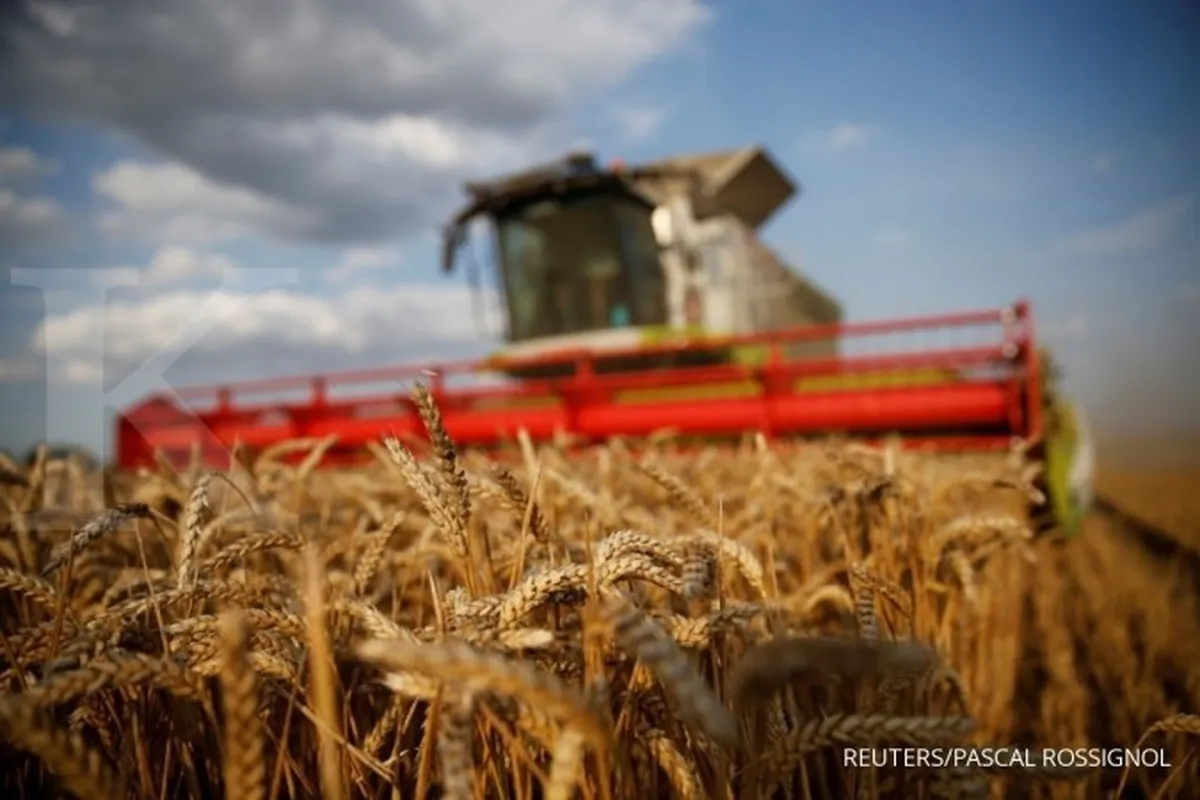 Izin impor gandum untuk pakan ternak belum terbit