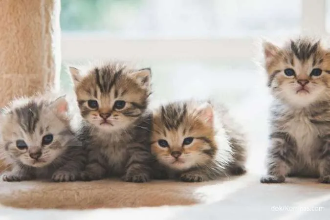 Kenapa Kucing Makan Anaknya? Simak 7 Alasan yang Perlu Pemilik Anabul Ketahui