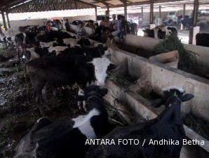 Banyak daging impor, harga sapi lokal tergilas