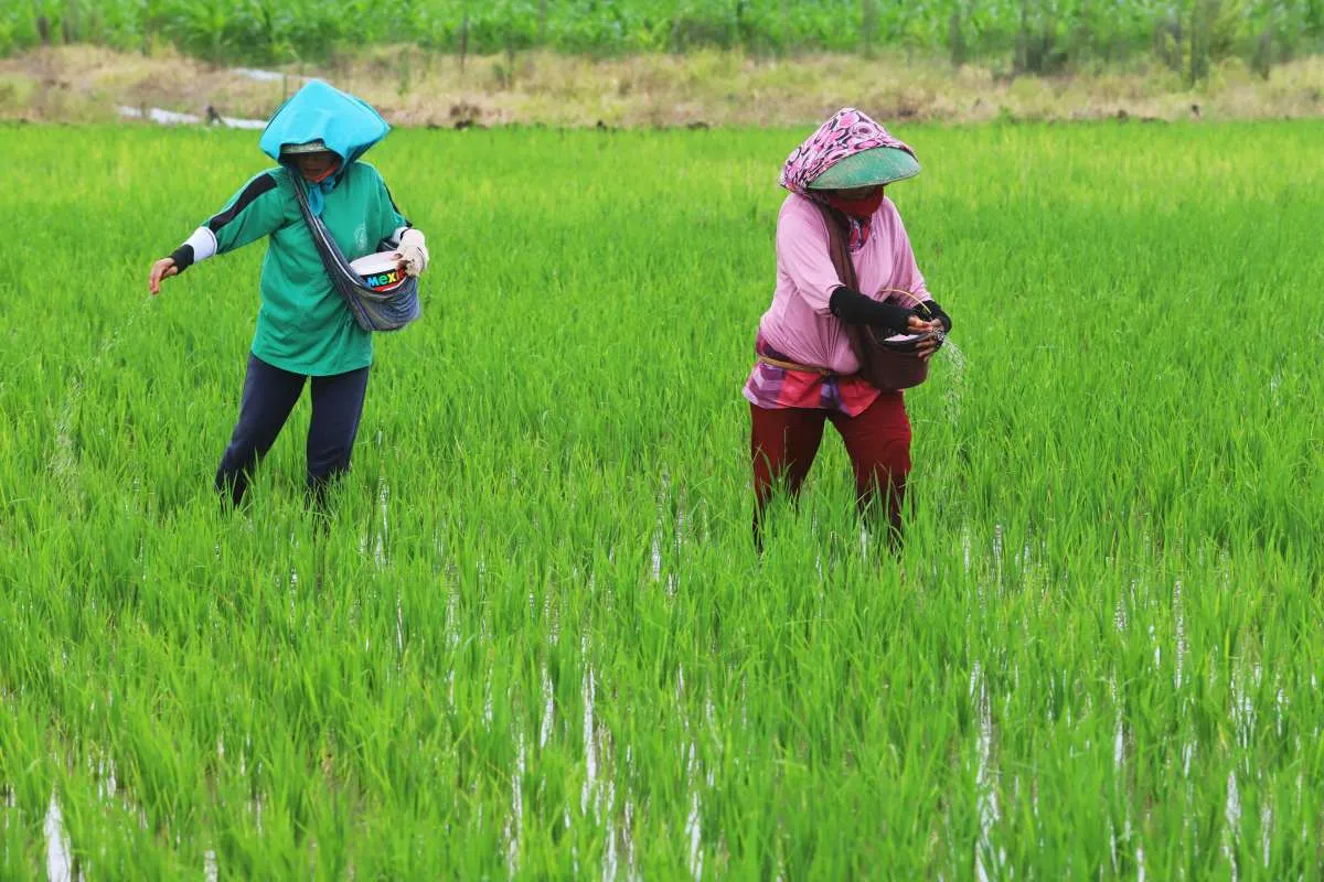 Petani Wajib Tahu, Ini Cara Baru Beli Pupuk Subsidi 2025, Harga Rp 2.000-an Per Kg
