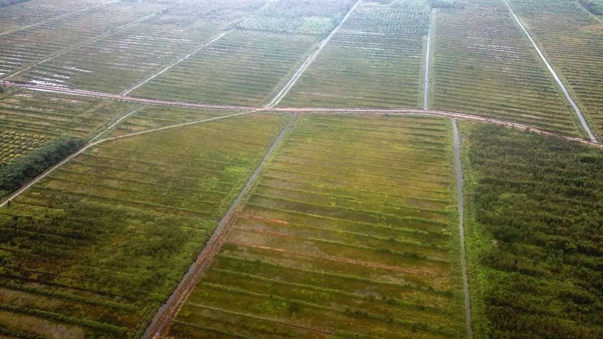 Pengamat: Kebijakan Food Estate Perlu Dievaluasi