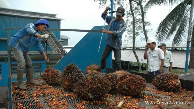 Pajak ekspor naik, saham berbasis CPO memerah