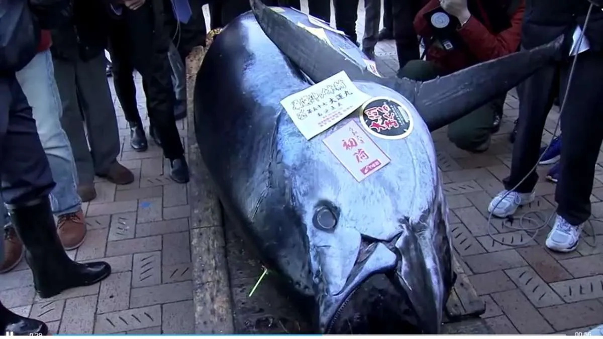 Rekor! Seekor Tuna Sirip Biru Terjual Seharga Rp 12,25 miliar pada Lelang di Tokyo