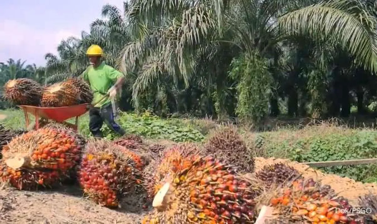 Industri Sawit Indonesia Terus Berkembang Kendati Dihambat Masuk Eropa