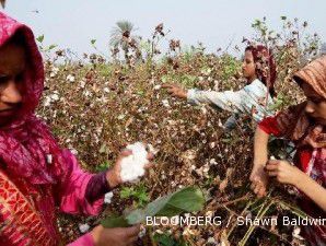 Pasokan terbatas, harga kapas bakal terus reli hingga Oktober