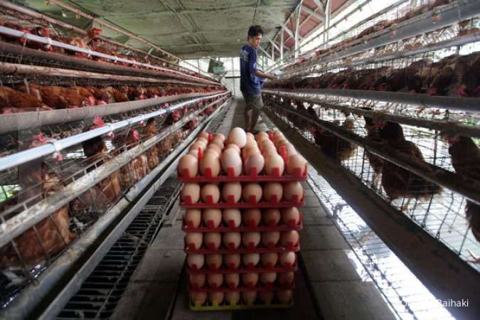 Kehadiran pabrik pengolahan telur dinilai strategis gairahkan peternak