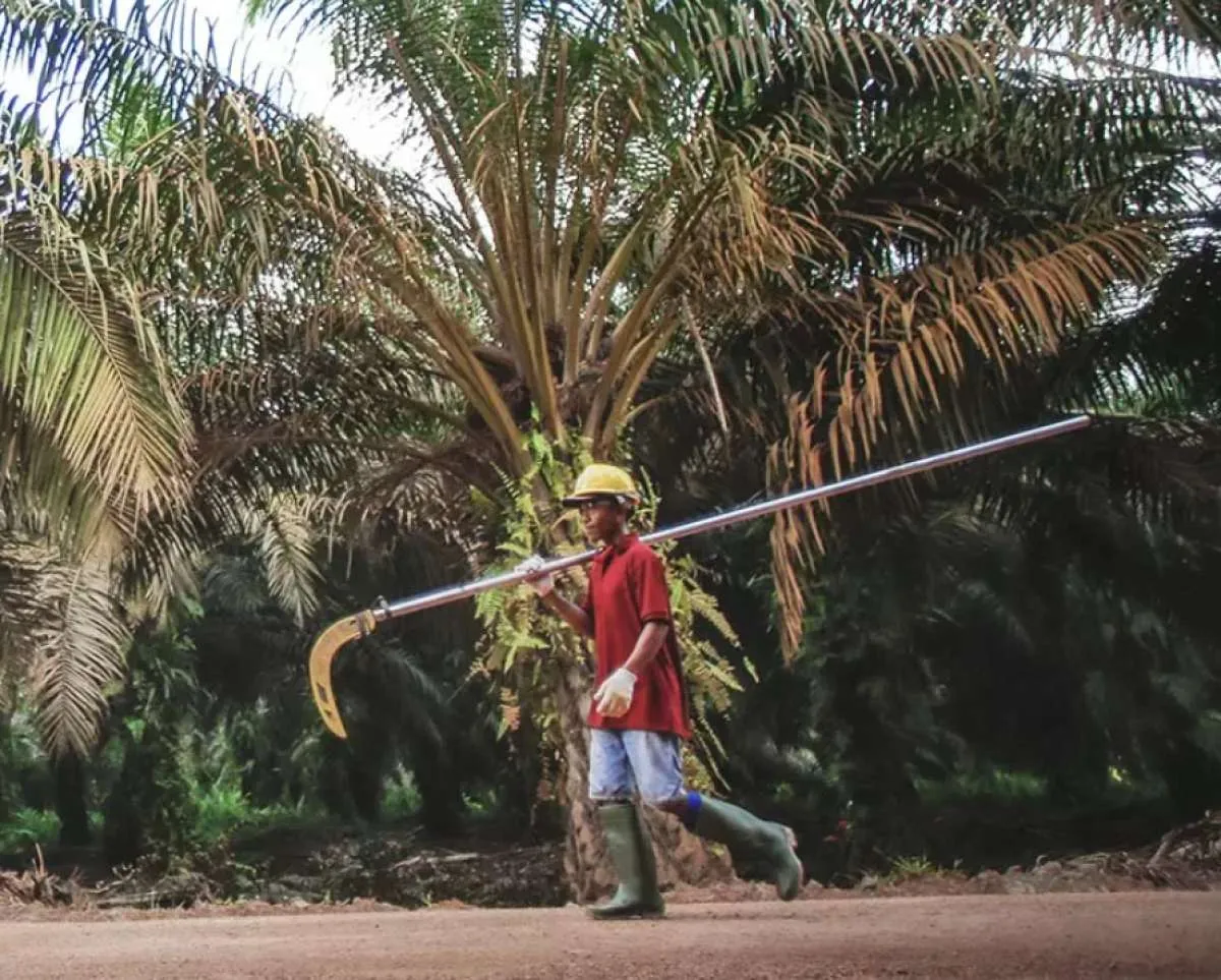 Nusantara Sawit Sejahtera (NSSS) Resmi Melantai di BEI, Siap untuk Ekspansi