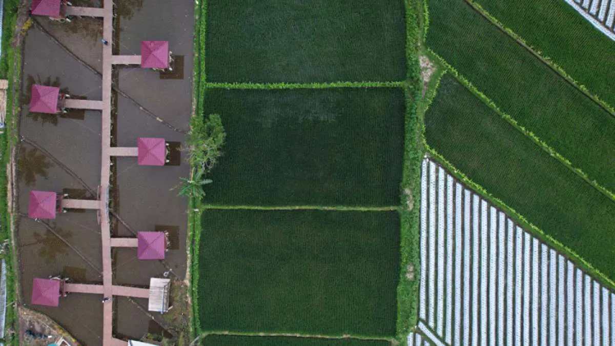 Kementerian ATR/BPN Tengah Proses Pembaruan Data Lahan Sawah yang Dilindungi