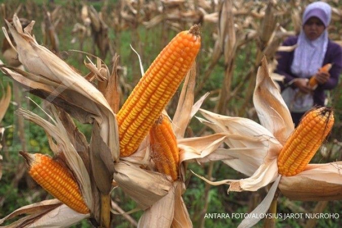 Pasokan jagung buat pakan cukup untuk dua bulan 