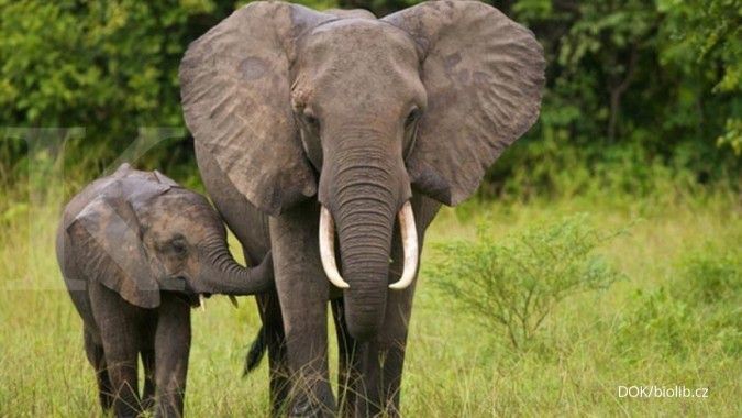 Ratusan gajah Afrika mati di Botswana, ini penyebabnya