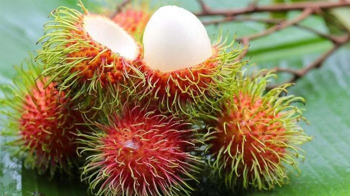 Catat 6 Manfaat Buah Rambutan Untuk Kesehatan Jika Rutin Dikonsumsi