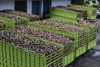 Hilirisasi Kelapa Mesti Diikuti Kesiapan Pasokan