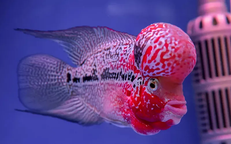 ikan lou han pembawa hoki