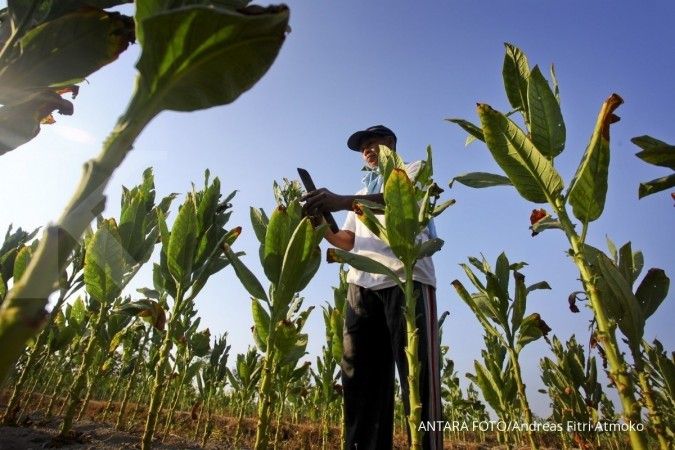 Petani tembakau Yogya terancam gagal panen