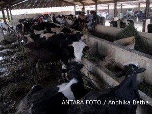 Australia ancam hentikan ekspor, harga daging sapi bisa di atas Rp 70.000 per kg