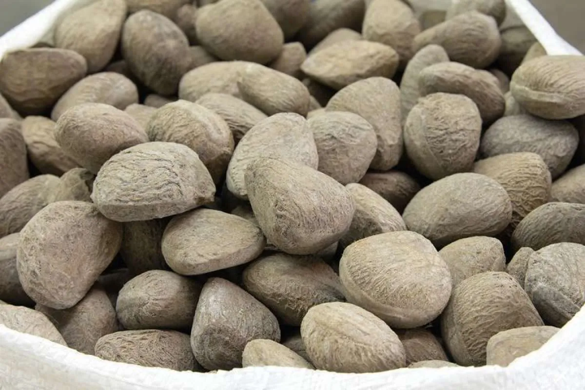 Rempah masakan ini mengandung sianida, ini cara memilih kluwek yang benar