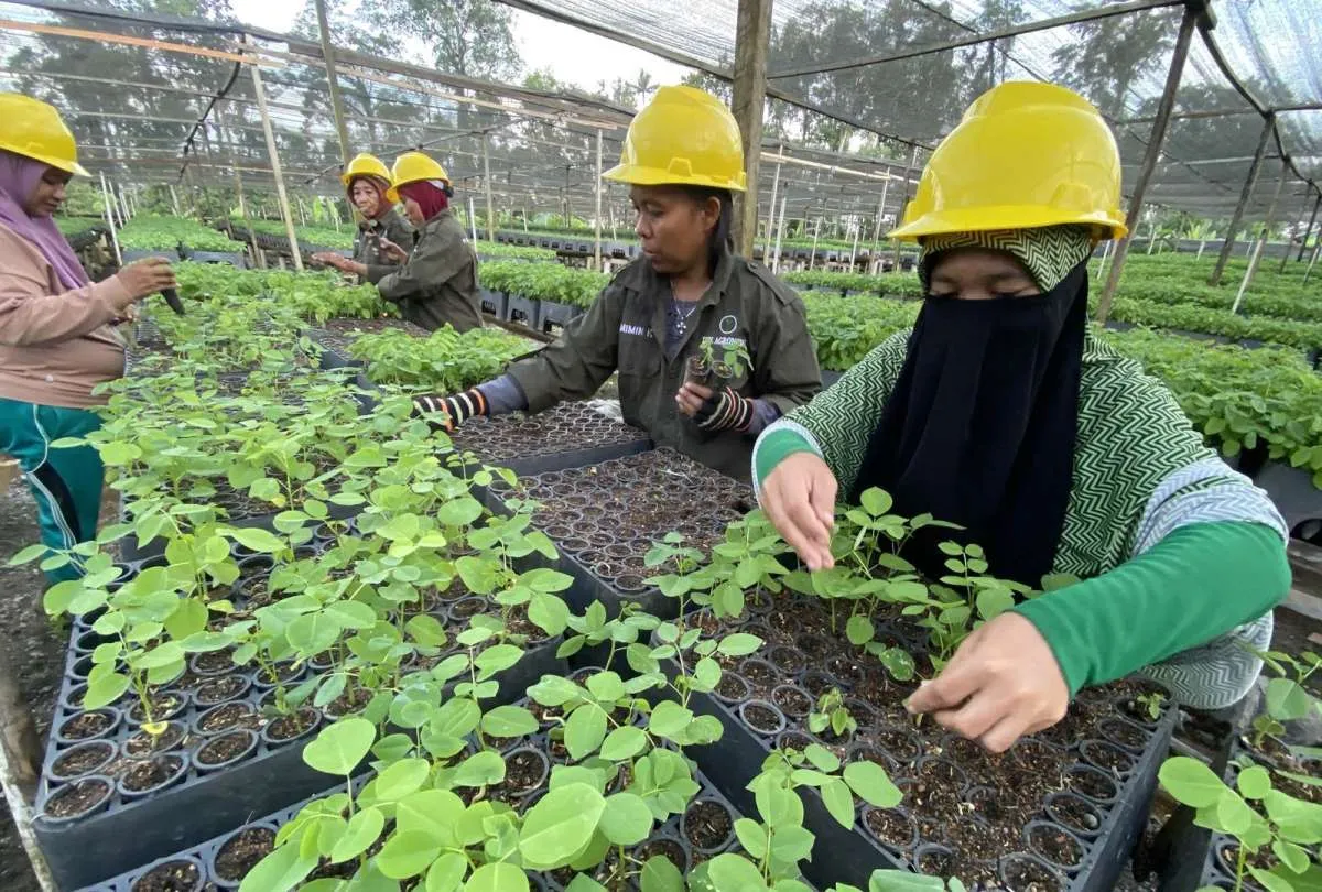 Industri Biomassa Gorontalo Bebas Deforestasi, BJA Group Serap Ribuan Pekerja