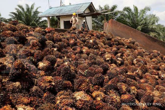 Malaysia Palm Oil Millers Halt Production as CPO Prices Plummet