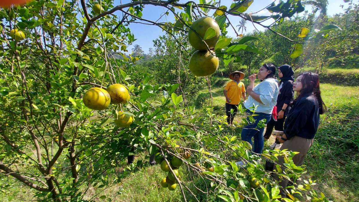 Berkah Pandemi, Desa Wonoagung Mengembangkan Agrowisata Petik Jeruk