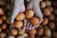 Ini Biang Kerok Lonjakan Harga Telur Menurut Bapanas 
