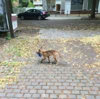 Hewan rubah kedapatan mencuri ratusan pasang sepatu dan sandal warga di Jerman