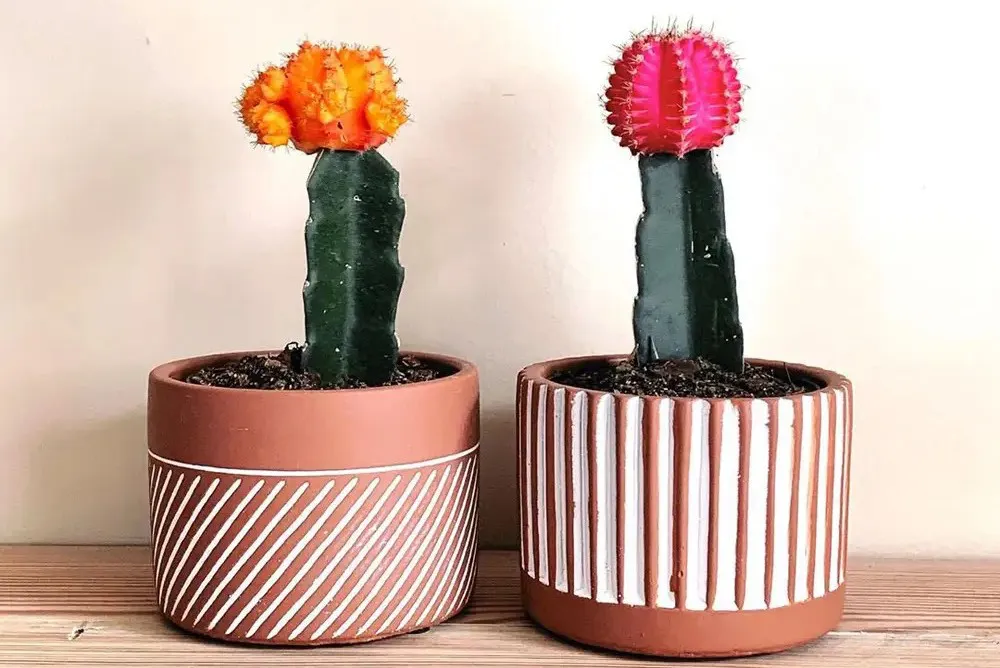 jenis kaktus: kaktus bulan