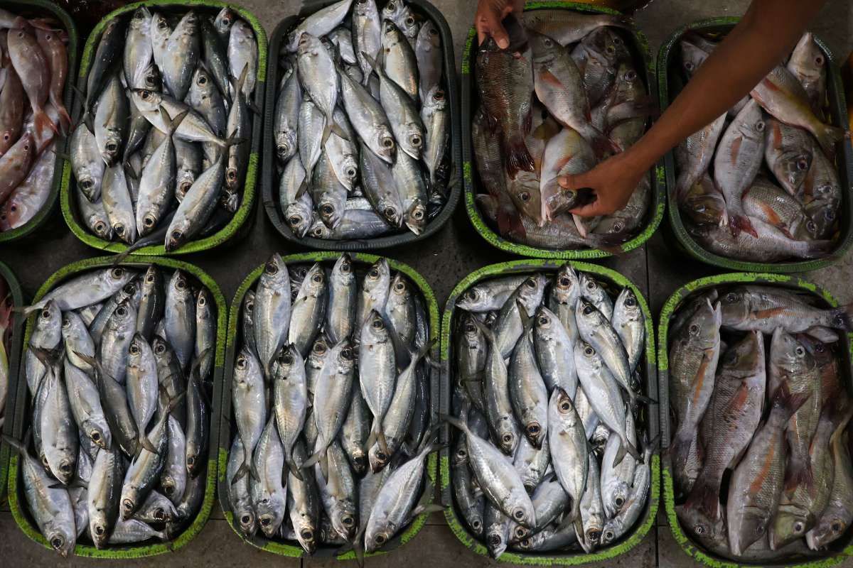 Produksi Perikanan Naik 2% di Kuartal Pertama 2025