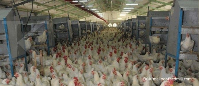 Malindo Feedmill (MAIN) akan Ekspor Produk Ayam dan Makanan Olahan ke Singapura