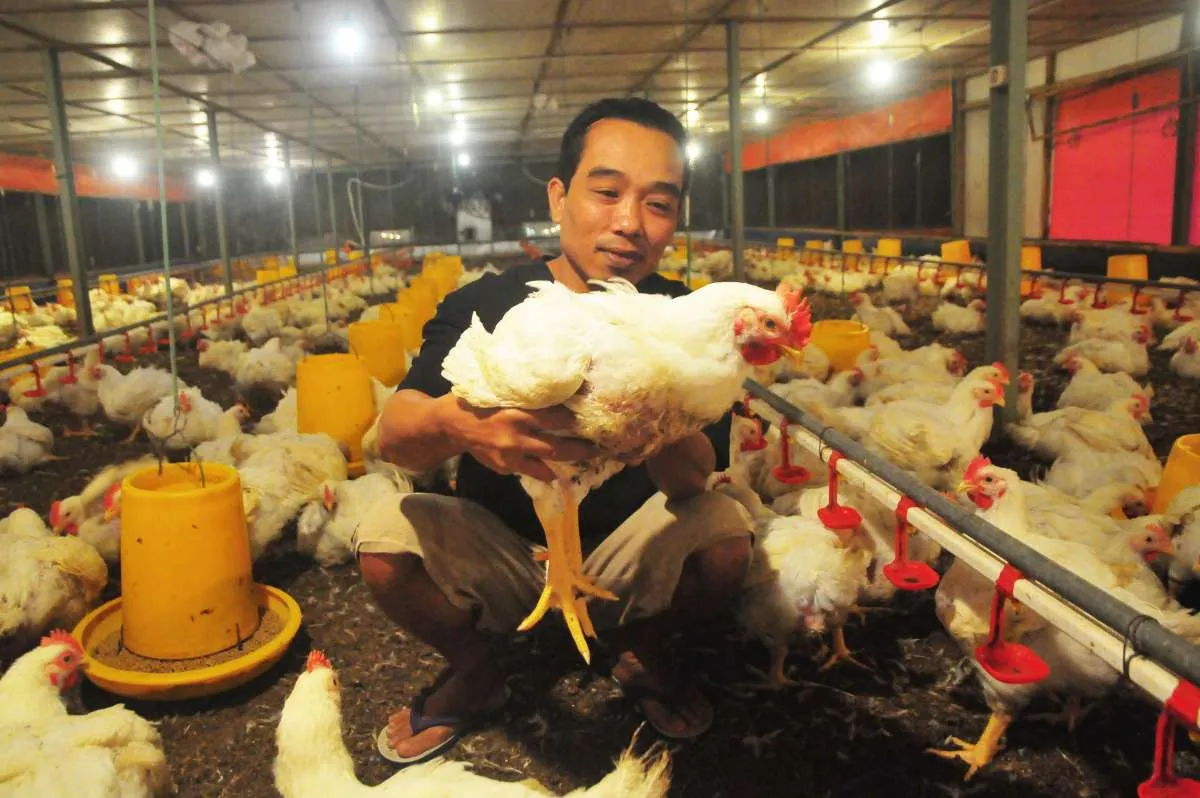 Harga Ayam Hidup Ditetapkan Rp 18.000/kg, Harga Daging Ayam di Pasar Turut Terkerek