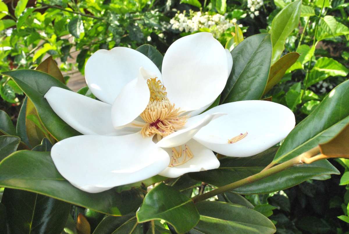 Cempaka Piring dan Sejarah Panjang Magnolia di Indonesia
