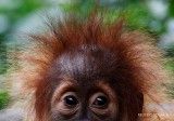 Orangutan terakhir di Jerman pindah ke New Orleans